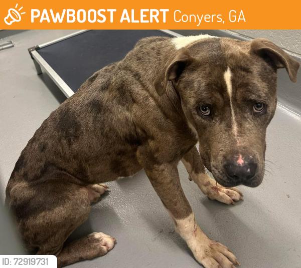 Found/Stray Unknown Dog last seen Located at Rockdale County Animal Service, 1506 Rockbridge Road, Conyers, GA 30012, Conyers, GA 30012