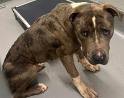 Found/Stray Unknown Dog last seen Located at Rockdale County Animal Service, 1506 Rockbridge Road, Conyers, GA 30012, Conyers, GA 30012