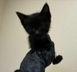 Shelter Stray Female Cat last seen S Ash Street, Escondido, CA, 92026, Oceanside, CA 92058