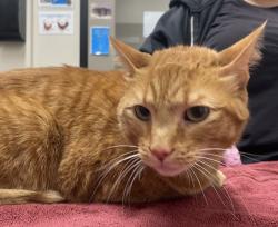 Shelter Stray Male Cat last seen Near El Cerrito Drive, San Diego, CA, 92115, El Cajon, CA 92020