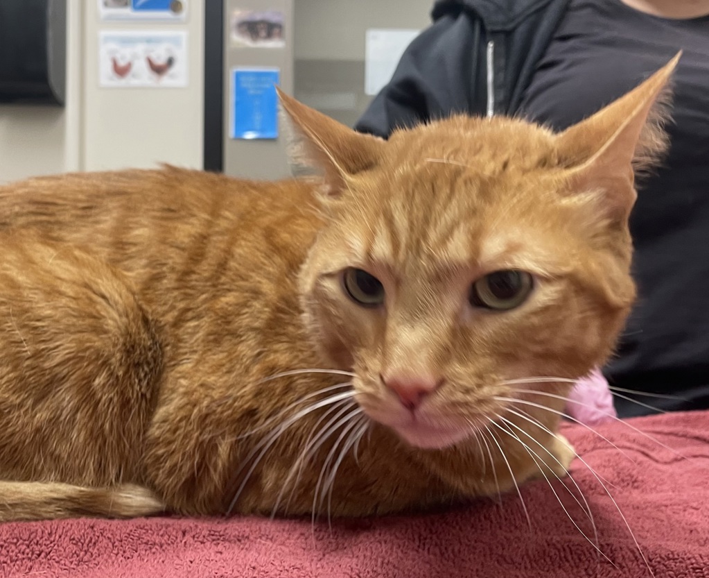 Shelter Stray Male Cat last seen Near El Cerrito Drive, San Diego, CA, 92115, El Cajon, CA 92020