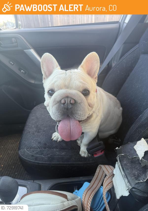 Found/Stray Male Dog last seen Iliff & xanadu, Aurora, CO 80014