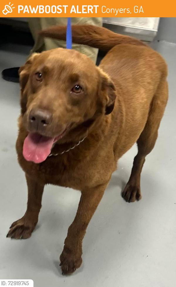 Found/Stray Unknown Dog last seen Located at Rockdale County Animal Service, 1506 Rockbridge Road, Conyers, GA 30012, Conyers, GA 30012
