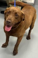 Found/Stray Unknown Dog last seen Located at Rockdale County Animal Service, 1506 Rockbridge Road, Conyers, GA 30012, Conyers, GA 30012