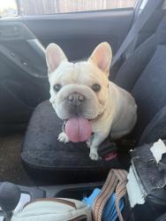Found/Stray Male Dog last seen Iliff & xanadu, Aurora, CO 80014