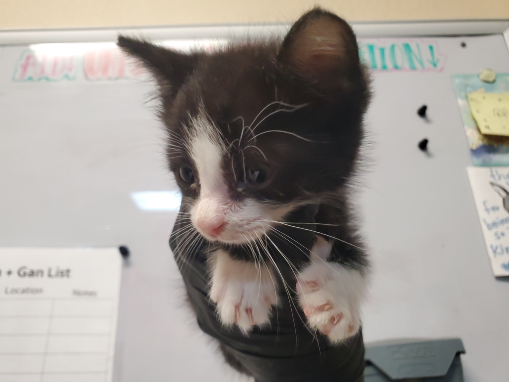 Shelter Stray Male Cat last seen S Ash Street, Escondido, CA, 92026, Oceanside, CA 92058