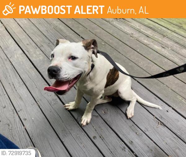 Found/Stray Male Dog last seen glenn av and dean road, auburn al, Auburn, AL 36830