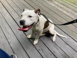 Found/Stray Male Dog last seen glenn av and dean road, auburn al, Auburn, AL 36830