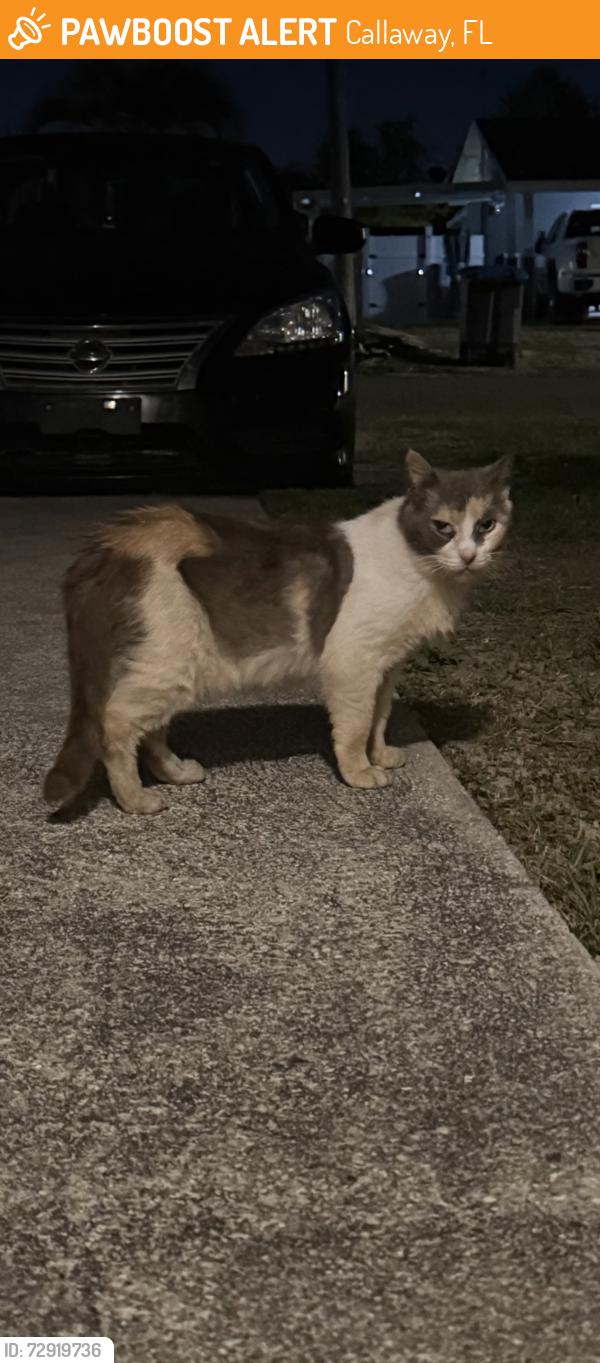 Found/Stray Unknown Cat last seen Bob little and Collins st., Callaway, FL 32404