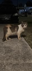 Found/Stray Unknown Cat last seen Bob little and Collins st., Callaway, FL 32404