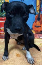 Found/Stray Unknown Dog last seen Located at Rockdale County Animal Service, 1506 Rockbridge Road, Conyers, GA 30012, Conyers, GA 30012