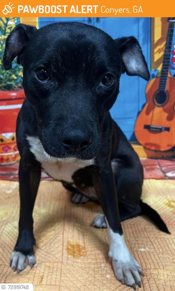 Found/Stray Unknown Dog last seen Located at Rockdale County Animal Service, 1506 Rockbridge Road, Conyers, GA 30012, Conyers, GA 30012