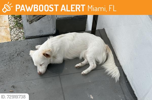 Found/Stray Male Dog last seen SW 76 CT 16 ST, Miami, FL 33144
