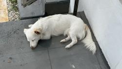 Found/Stray Male Dog last seen SW 76 CT 16 ST, Miami, FL 33144