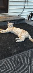 Lost Male Cat last seen Bellevue , west toledo , Toledo, OH 43613