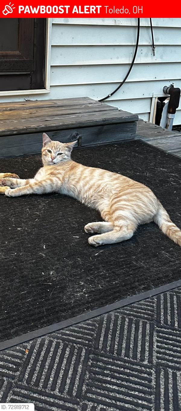 Lost Male Cat last seen Bellevue , west toledo , Toledo, OH 43613