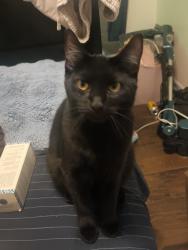 Reunited Male Cat last seen Near n Roosevelt ave , Oxnard, CA 93030