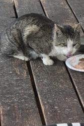 Found/Stray Unknown Cat last seen Near West 500 North , Salt Lake City, UT 84116