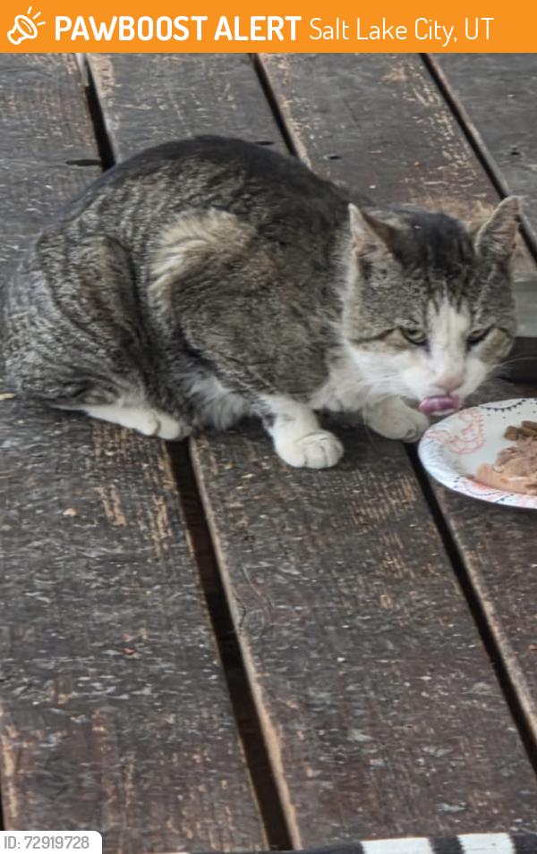 Found/Stray Unknown Cat last seen Near West 500 North, Salt Lake City, UT 84116