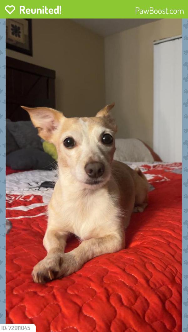 Reunited Female Dog last seen Near Ella Blvd 77090, Houston, TX 77090
