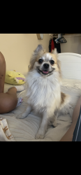 Reunited Male Dog last seen Sandhill and pecos, Las Vegas, NV 89120