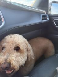 Reunited Male Dog last seen South glades way, Panama City Beach, FL 32407