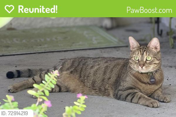 Reunited Female Cat last seen Corner of Riverbend and Rock Ave, Citrus Springs, FL 34433