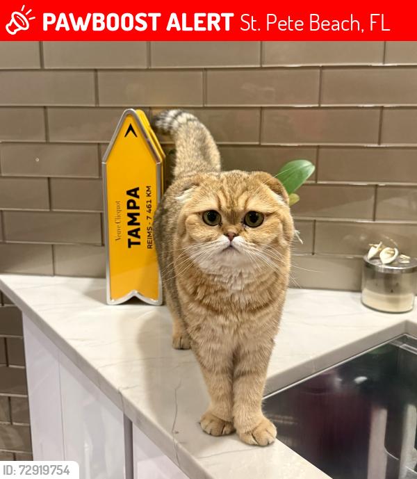 Lost Female Cat last seen Mirabella court , St. Pete Beach, FL 33706
