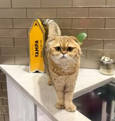 Lost Female Cat last seen Mirabella court , St. Pete Beach, FL 33706