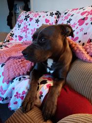 Reunited Female Dog last seen Elwell and Sykes ave, Greensboro, NC 27405
