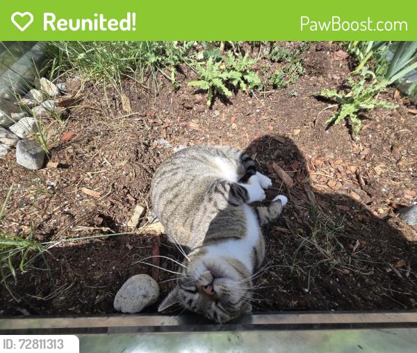 Reunited Female Cat last seen Chapel Heights Neighborhood off Academy Loop, Colorado Springs, CO 80910