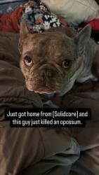 Reunited Male Dog last seen el and lee, Oklahoma City, OK 73103