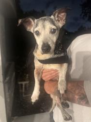 Found/Stray Male Dog last seen Peters Rd and SW 47th Ave, Plantation, FL 33317