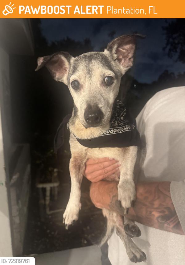 Found/Stray Male Dog last seen Peters Rd and SW 47th Ave, Plantation, FL 33317