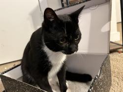 Lost Male Cat last seen Near N Donar dr, Columbia, SC 29229