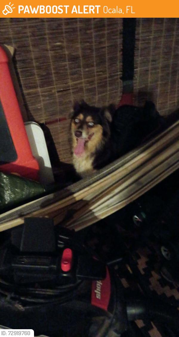Found/Stray Unknown Dog last seen Ocala heights, Ocala, FL 34470