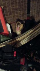 Found/Stray Unknown Dog last seen Ocala heights, Ocala, FL 34470