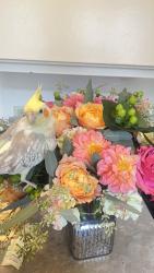 Reunited Female Bird last seen Fairview and college park, Costa Mesa, CA 92626