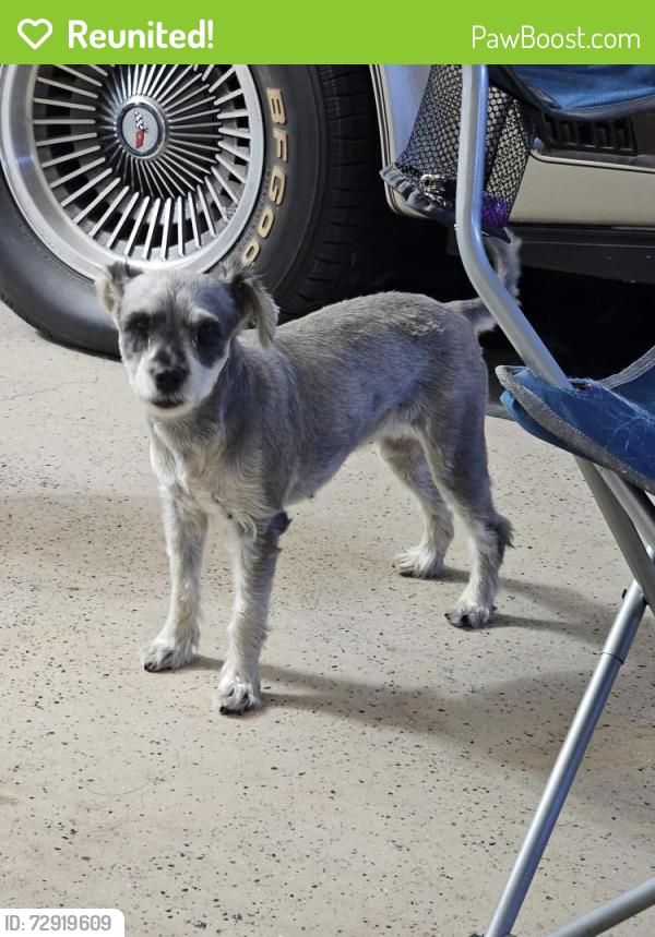 Reunited Female Dog last seen Washington and Beringer, San Jacinto, CA 92583