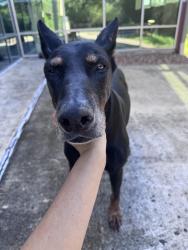 Reunited Male Dog last seen Kyle Seale Pkwy, San Antonio, TX 78255, USA, San Antonio, TX 78255