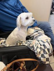 Lost Male Dog last seen Jones and Hammer, Las Vegas, NV 89130