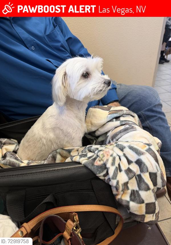 Lost Male Dog last seen Jones and Hammer, Las Vegas, NV 89130