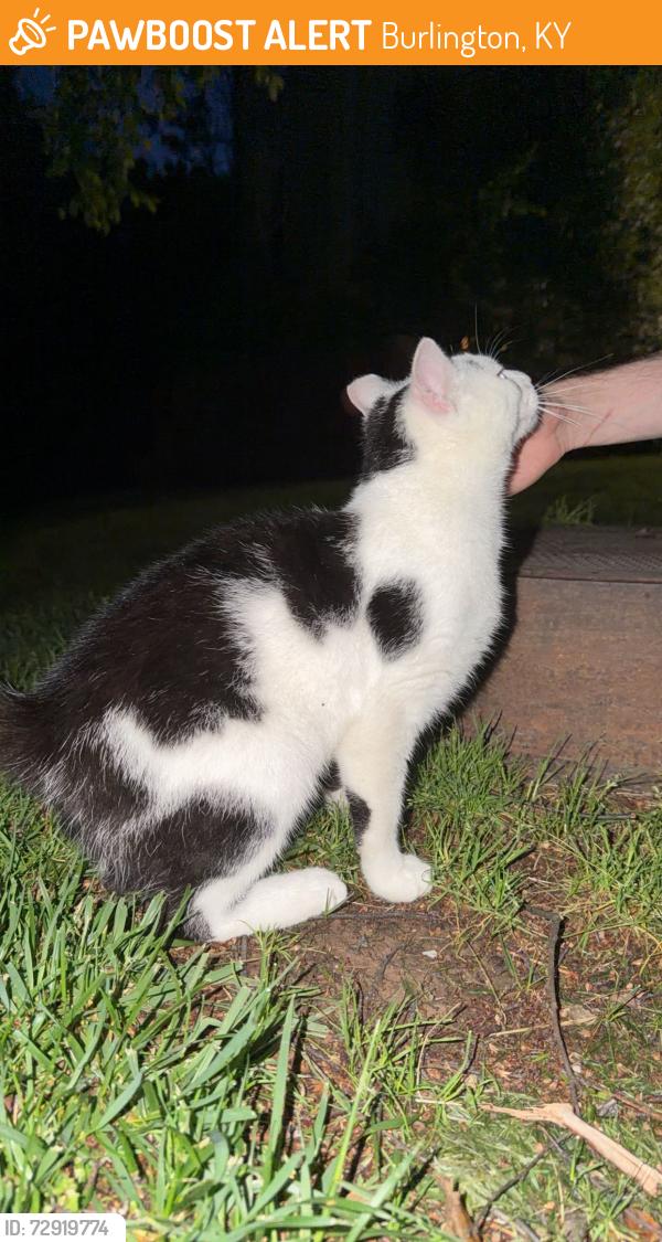 Found/Stray Unknown Cat last seen Burlington Krogers , Burlington, KY 41005