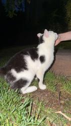 Found/Stray Unknown Cat last seen Burlington Krogers , Burlington, KY 41005