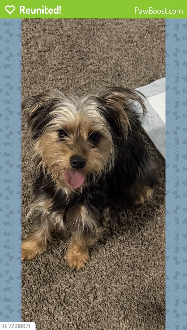 Reunited Female Dog last seen Ashland , Chicago, IL 60609