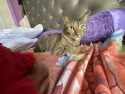 Lost Female Cat last seen Banyan Creek Cir n, Boynton Beach, FL 33436