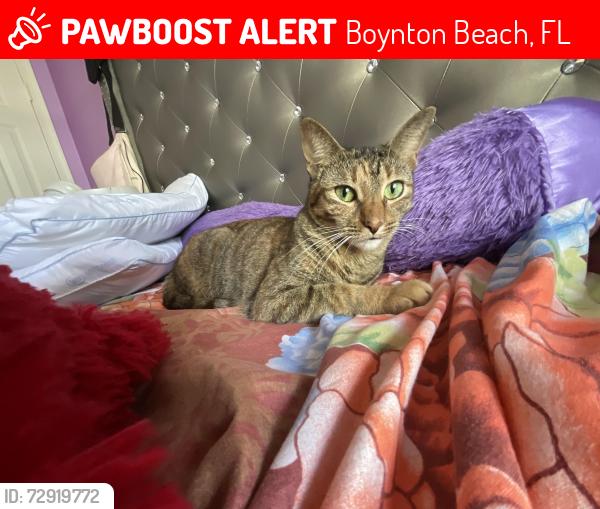 Lost Female Cat last seen Banyan Creek Cir n, Boynton Beach, FL 33436