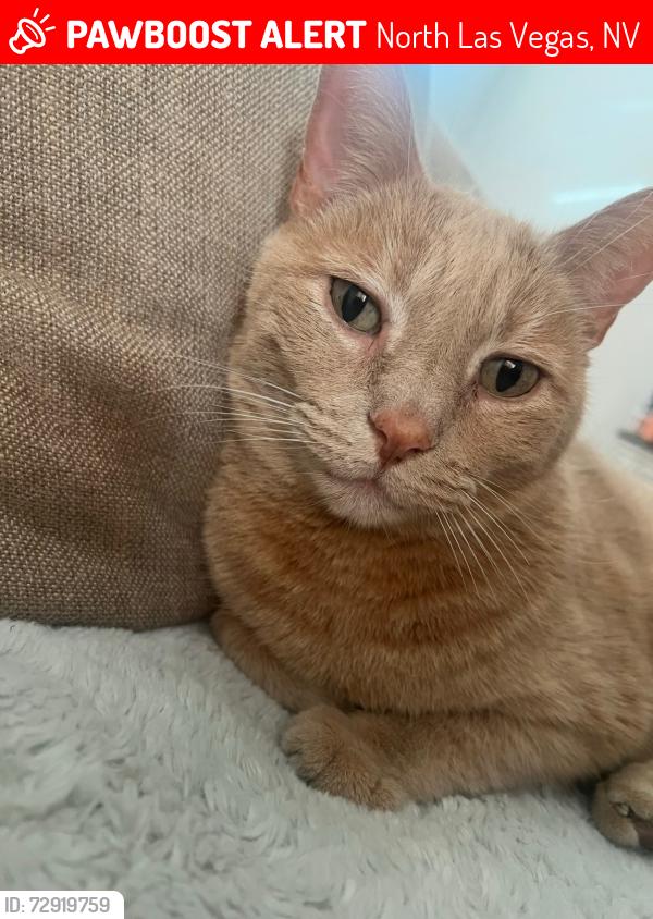 Lost Male Cat last seen Commerce and Centennial, North Las Vegas, NV 89084
