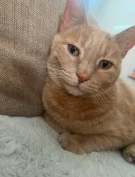 Lost Male Cat last seen Commerce and Centennial, North Las Vegas, NV 89084
