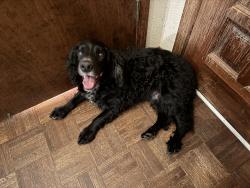 Found/Stray Male Dog last seen NE 199th & Holladay, Fairview, OR 97024